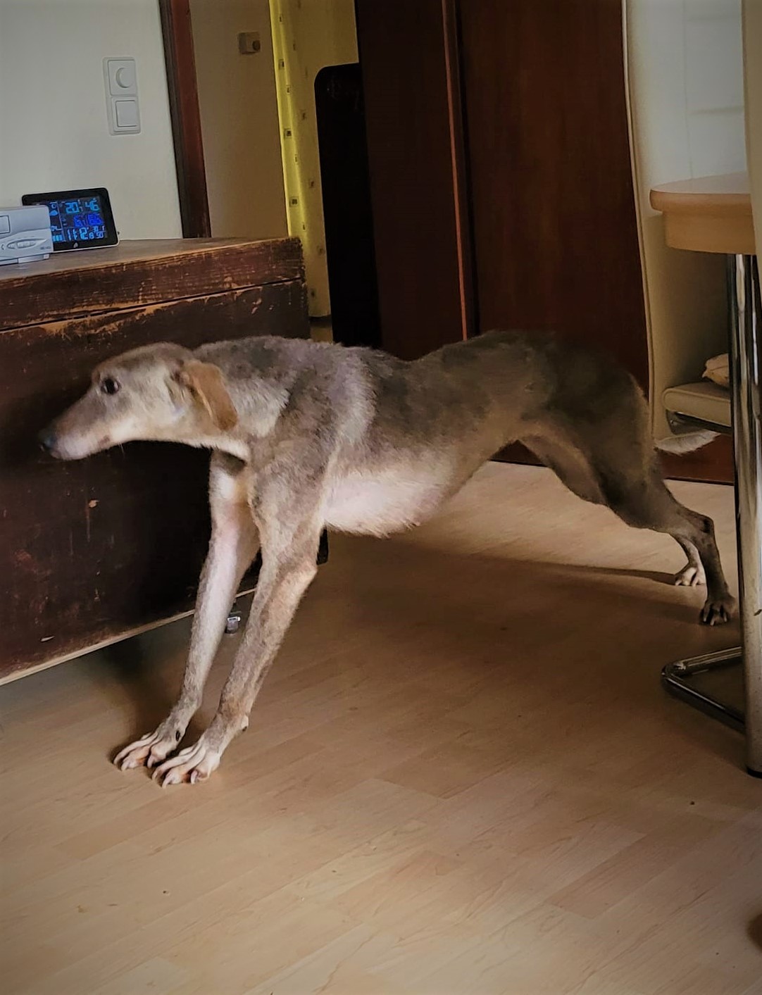 Sofia unser lustiges Chortaj-Mädchen ist da